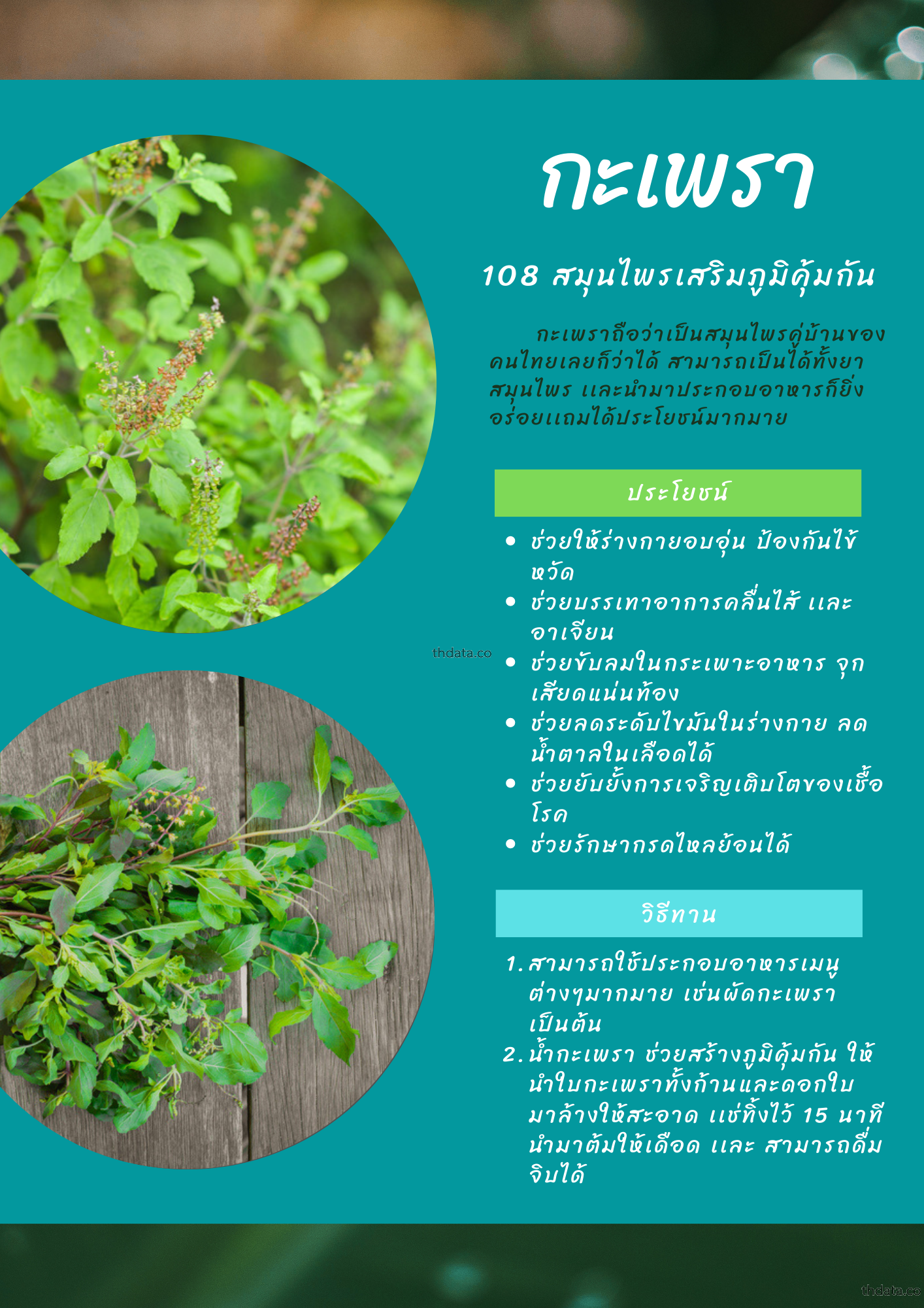 อื่นๆ ความรู้ทั่วไป  thai-herbs.thdata.co thdata.co